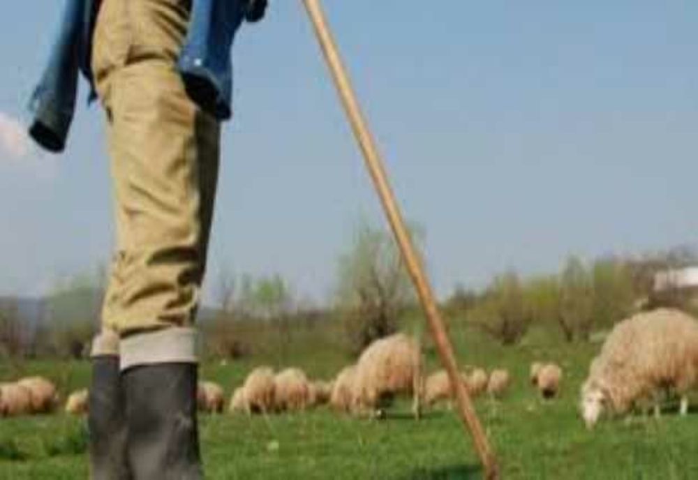 Cadavrul unui cioban a fost găsit în apropierea unei ferme din Constanța 