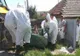 Controale riguroase la granița cu Bulgaria din cauza pestei porcine