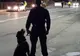 Șase fete obligate să se prostitueze, eliberate de poliţiştii constănțeni