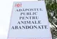 Campanie de adopție a câinilor fără stăpân, la Constanța