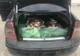 FOTO|Peste 200 kg de pește confiscate de polițiștii de frontieră