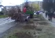 Sute de arbori și arbuști ornamentali, plantați în Constanța