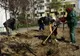 Arbuști ornamentali, plantați în scuarurile din Constanța!