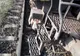 FOTO VIDEO | Tren de marfă deraiat între Constanța și Năvodari