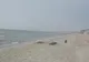 VIDEO| Femeie găsită moartă pe o plajă din Mamaia. UPDATE