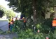 Atenție, șoferi! Se toaletează arbori în Constanța
