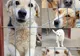 Vești bune pentru iubitorii de animale: peste 650 de câini comunitari și-au găsit un cămin