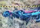 Culmea inconștienței. Beat și fără permis s-a urcat pe motocicletă
