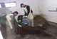 Urs lovit de maşină în judeţul Covasna, eutanasiat la sanctuarul din Zărneşti