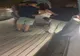 	 Jucători de"alba-neagra" săltați de polițiști în Mamaia
