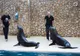 Leii de mare patagonieni, noua atracție a Delfinariului