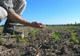 Peste 9.800 de fermieri au depus cereri de despăgubiri pentru secetă