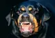 Adolescentă transportată de urgenţă la spital după ce a fost atacată de un Rottweiler 