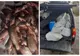 Zeci de kilograme de peşte, confiscate de polițiștii de frontieră tulceni