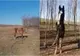 Imagini șocante! 40 de cai maltratați, lăsați să moară de foame și frig în apropiere de Techirghiol