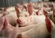 Focar de pestă porcină în județul Călărași. Peste 11000 de porci vor fi sacrificați