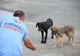  229 de animale sterilizate în două zile la Maratonul Responsabilității