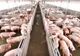 APIA efectuează plata ajutorului de stat în sectorul creșterii animalelor