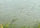 FOTO Descoperire macabră în Lacul Iezer