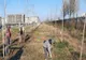 77 de mesteceni și 235 de arbuști ornamentali au fost plantați zilele acestea în Constanța.  