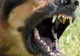 Câine agresiv împușcat de un polițist, după ce a atacat o tânără