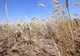 Guvernul a aprobat un ajutor de 300 de milioane de lei pentru fermierii afectați de secetă