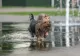 Canicula afectează animalele de companie: câinii și pisicile, expuși riscurilor de supraîncălzire